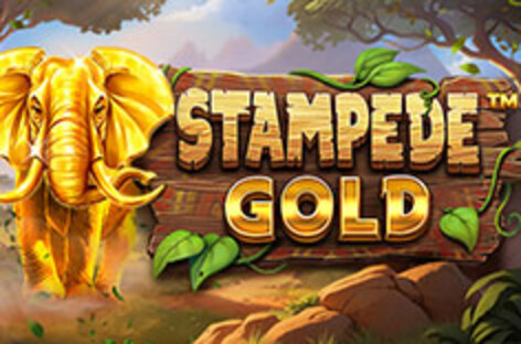 Stampede Gold